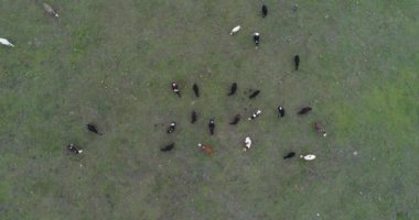 Çayırlarda otlayan ineklerin 4k aşağısındaki manzarası. İnekler ve buzağılar