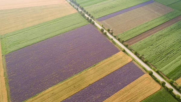 さまざまな種類の農業を持つフィールドの空中ビュー 美しいラベンダー畑 — ストック写真