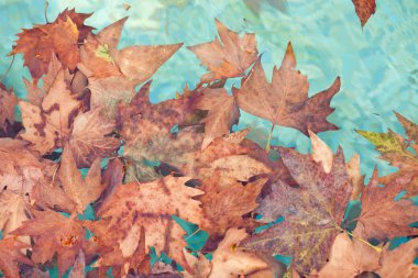 sonbahar yaprakları suda kurutulmuş