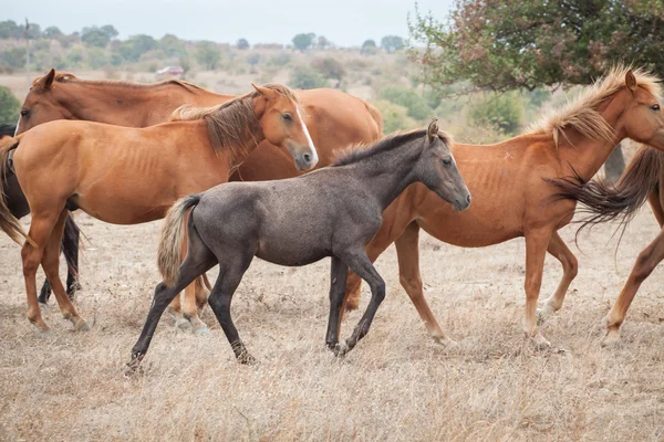 Kudde wilde paarden — Stockfoto