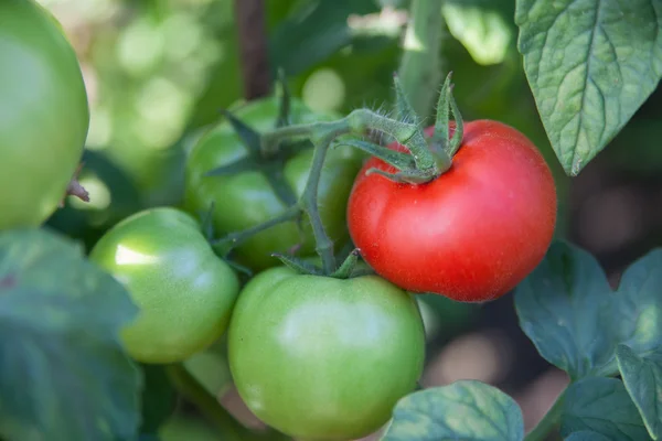 Um monte de tomates orgânicos no jardim. Produto biológico — Fotografia de Stock
