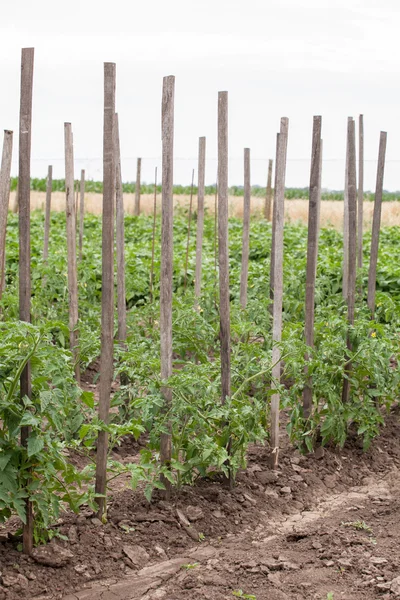 有機トマト庭成熟 — ストック写真