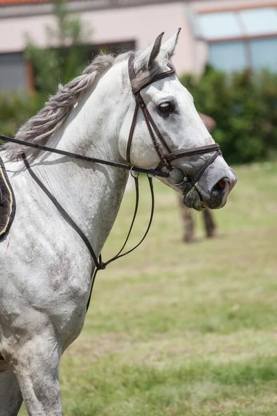 Dressage cavalo branco — Fotografia de Stock