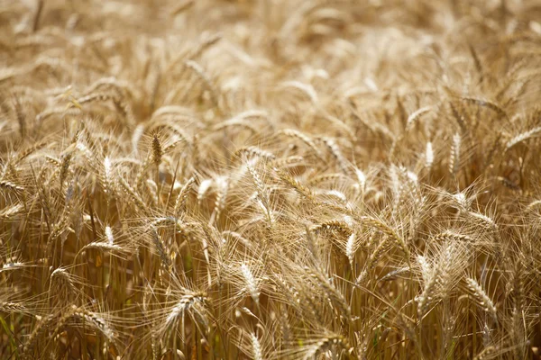 Ripe ears of wheat — Stock Photo, Image