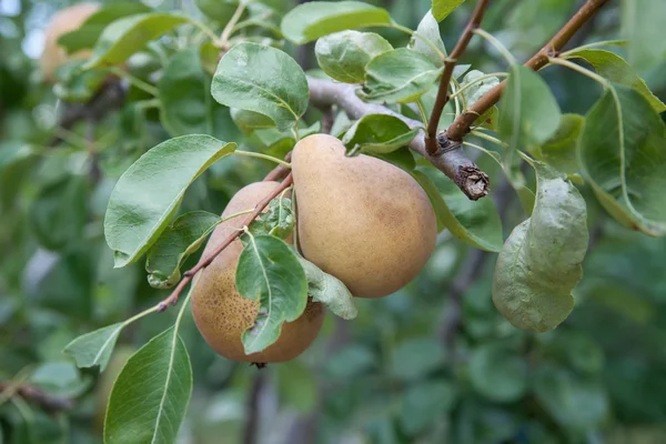 Delicious Pears on the tree in the fruit garden — Stock Photo, Image