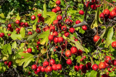 Olgun Kırmızı Böğürtlenli Hawthorn Ağacı, Crataegus. Vahşi Yenebilir Meyve, Bitkisel İlaç ve Organik Yiyecek