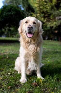 Park 'taki Yeşil Çimenler' de Mutlu Altın Avcılar. Dost Canlısı Köpek Açık Hava, Hayvan Bakımı, Hayvan Dostluğu, Doğa ve Yaşam Tarzı Konseptleri için ideal.