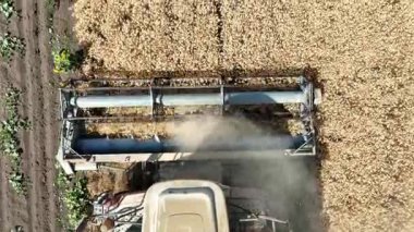 Buğday tarlasında hasat sezonunda çalışan birleşik hasat makinesinin hava görüntüsü. Kırsal bölgedeki Modern Tarım, Gıda Üretimi ve Tarım Makineleri