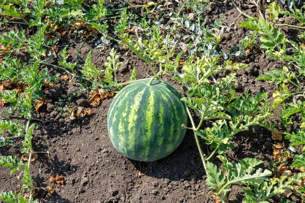 Olgun Karpuz Bağda yetişiyor Yaz Bahçesinde Organik Tarım, Taze Hasat, Doğal Tarım Konsepti