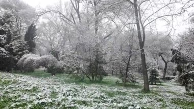Beklenmedik sonbahar kar yağışı bir parkı örtüyor. Taze yeşil yapraklar ve çimenleri kaplayan güzel ve gerçeküstü bir kar manzarası iklim bozukluğunu gösteriyor..