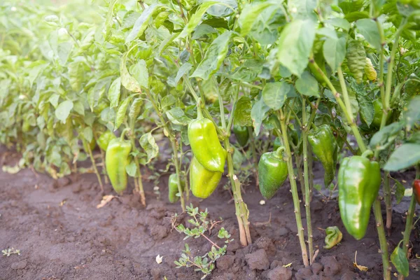 Poivrons verts biologiques poussant dans le jardin — Photo