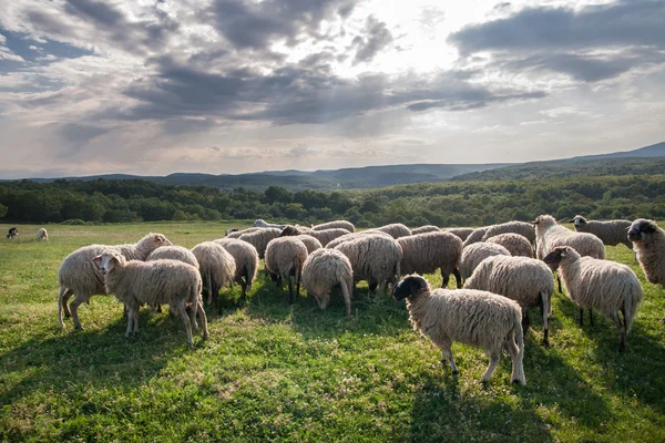 Flock of sheep grazing on beautiful mountain meadow — Stock Photo, Image