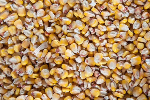 Corn seeds background — Stock Photo, Image