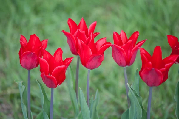 Belles tulipes ed dans le parc. Concept de printemps . — Photo