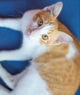 Kedi mavi kumaş üzerine