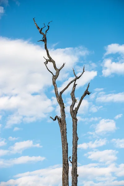 Mavi gökyüzü dikey ile kuru ağaç — Stok fotoğraf