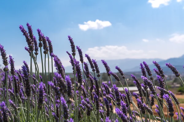 Lavender flower with blue sky — Stock Photo, Image