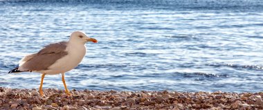 Kuş kumsalda deniz taşları üzerinde yürüyor.
