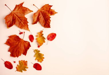 Sonbahar kompozisyonu. Beyaz arka planda kurumuş yaprakların deseni. Sonbahar, sonbahar, Şükran Günü konsepti. Creative Flalat lay, top view, copy space