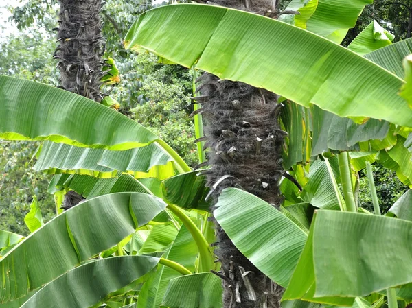 Dłonie z liści bananowych — Zdjęcie stockowe