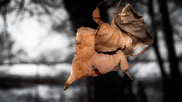 Drei Alte Gelbe Getrocknete Pappelblätter Auf Verschwommenem Hintergrund — Stockfoto