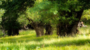 Güneş 'in muhteşem ışık ve gölge performansları ve yazın sonlarında Volga ormanlarında yeşil bir uğultu.