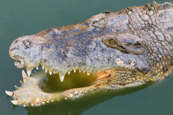 Head of a crocodile in the water. — Stock Photo, Image