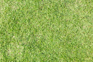 çimen alanı dokusu.
