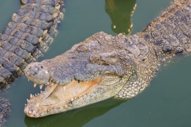 Suda bir timsah başkanı