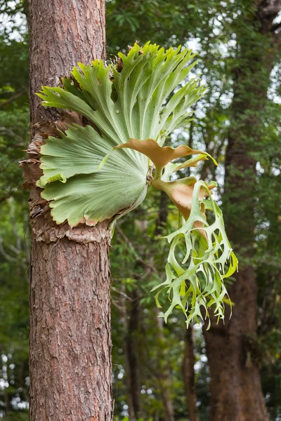 platycerium eğrelti.