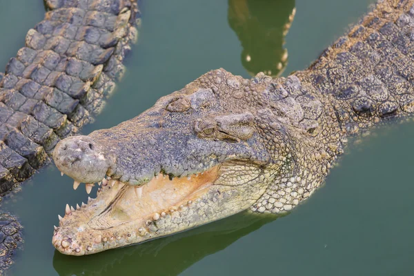 Head of a crocodile in the water — Stock Photo, Image