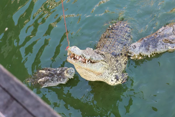 Head of a crocodile in the water — Stock Photo, Image