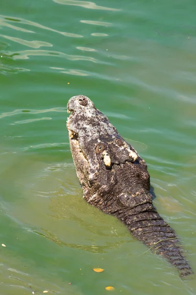 Head of a crocodile in the water — Stock Photo, Image