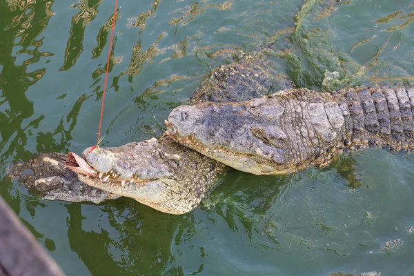 Head of a crocodile in the water — Stock Photo, Image