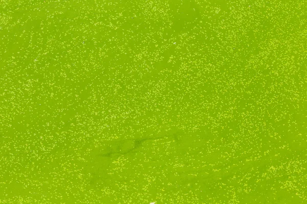 Green duckweed texture — Stock Photo, Image