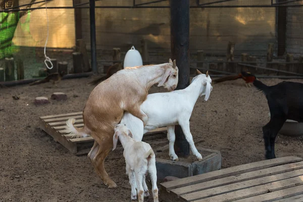 Спаривание коз — стоковое фото
