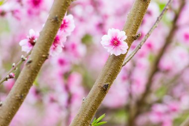 vahşi Himalaya kiraz