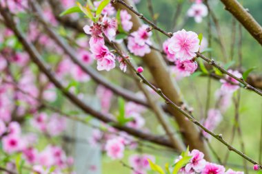 vahşi Himalaya kiraz