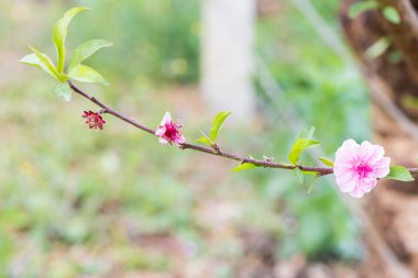 vahşi Himalaya kiraz