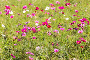 Cosmos mantarı yeşil bir alanda.