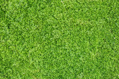 Yeşil bitkiler dokusuna yapraklar.