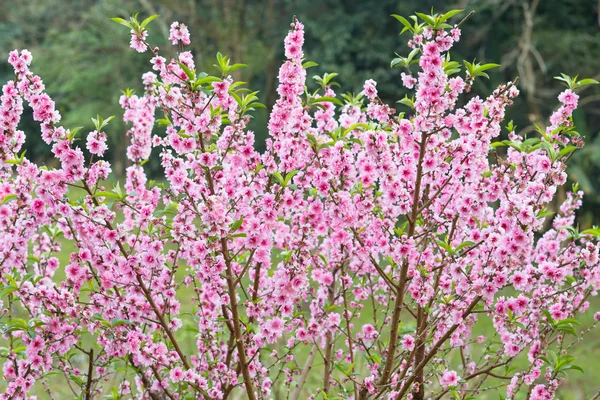 Wild Himalaya cherry — Stockfoto