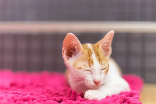 Kedi halı üzerinde uyuyor