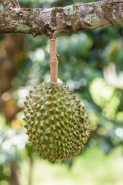 Durian, ο βασιλιάς της φρούτα, σε ένα δέντρο — Φωτογραφία Αρχείου