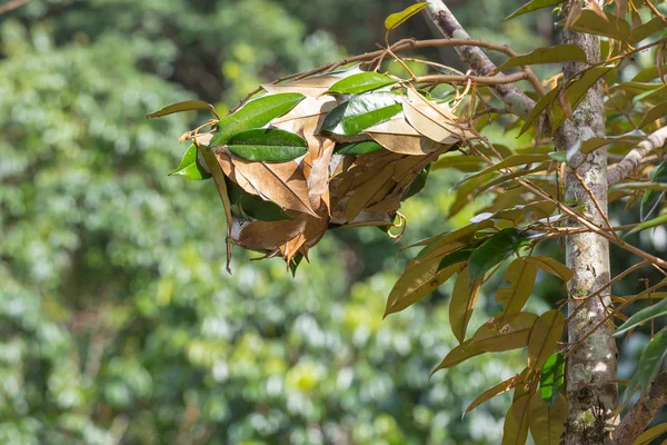 Formiga ninho em uma árvore — Fotografia de Stock