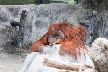 Orangutan yalan üzerine kaya.