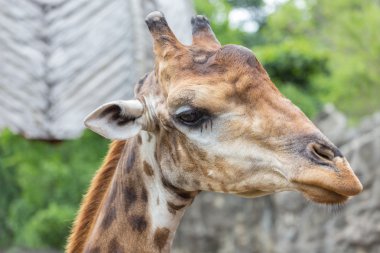 Hayvanat bahçesinde zürafa closeup yüzü.