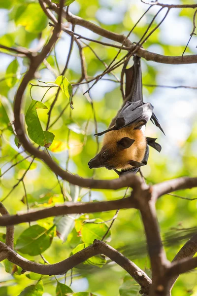 Raposas voadoras penduradas em uma árvore . — Fotografia de Stock