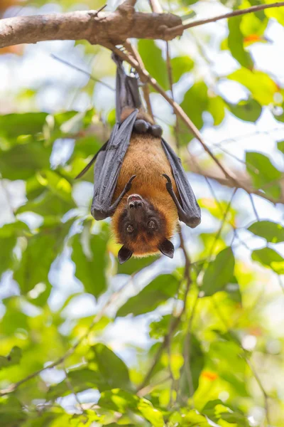 Flygande rävar hänger på ett träd. — Stockfoto