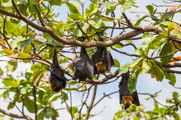 Raposas voadoras penduradas em uma árvore . — Fotografia de Stock